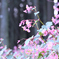 秋の花