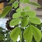 この木なんの木の葉