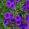 カリブラコアの花　P1090552zz