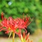 曼珠沙華