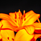 新ユリの芯（マクロ）
