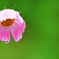 ついに