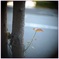 Autumn sunlight