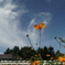 公園の花