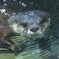 つぶらな瞳