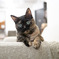猫カフェにて #59