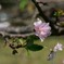 秋彼岸に桜色