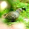 餌をさがすキジバト・・・