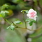 森の薔薇