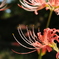 彼岸花3