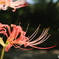 彼岸花4