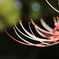 彼岸花5