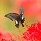 彼岸花とモンキアゲハ
