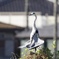 DSC05154