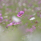 一輪の秋桜