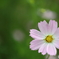 街の花