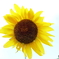 街の花