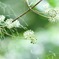 森林でウドの花に