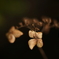 紫陽花に寄せる想い 補遺 9