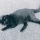 黒猫