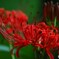 曼珠沙華