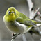 野山の鳥  メジロ