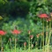 花蜜に夢中
