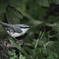 野鳥_Sep2025