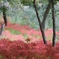 彼岸花5