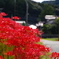 田園の散歩道