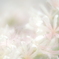 「白花の・・・」