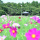 秋桜揺れる頃 1