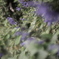 Salvia guaranitica