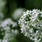 庭の花2025 (ハナニラ*)