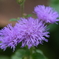 DSCF3497