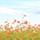 Cosmos
