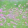 Cosmos