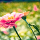 花　５６