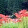 彼岸花の咲く頃