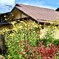 菊芋の花