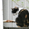 三毛猫