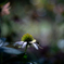 2025/08/28 Echinacea・・・♡