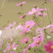 花っていいね...