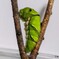 あの鳥のフンが