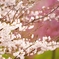 雨の日の桜