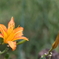 ユリ科の花？