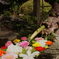 眺めてお清め花手水