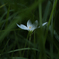 季節のお花達_174