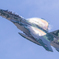 小松基地航空祭 2025年 9月24日(水) 事前訓練