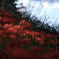 紅の水辺